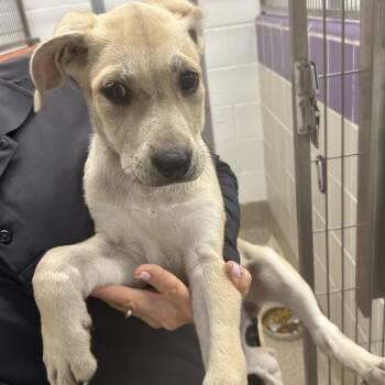 Retriever and Labrador Retriever Dogs Available for Adoption - Sugar | PetCurious