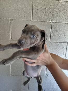 Pit Bull Terrier Dogs Available for Adoption in Murray, Kentucky - Golem | PetCurious