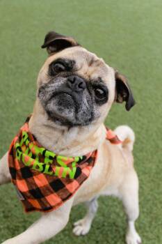 Tickles -  Pug Dog for Adoption in Gardena, California - Tickles | PetCurious