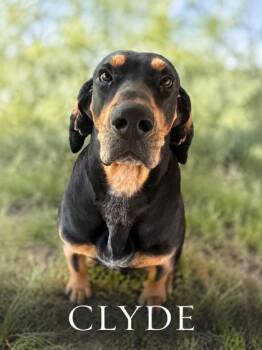 Clyde -  Black And Tan Coonhound Dog for Adoption in West Memphis, Arkansas - Clyde | PetCurious