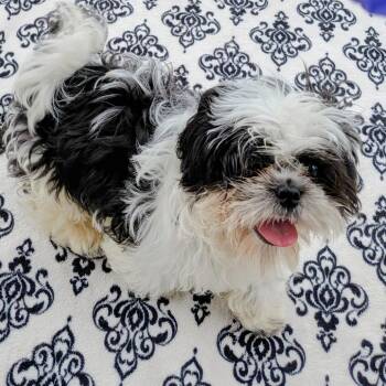 Shih Tzu Dogs Available for Adoption in Houston, Texas - Trooper Little | PetCurious