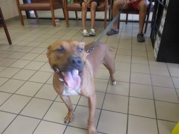 Pit Bull Terrier Dogs Available for Adoption in Ocala, Florida - CHUCKY | PetCurious