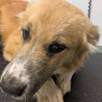 Hermes -  Shepherd Dog for Adoption in Abilene, Texas - Hermes | PetCurious