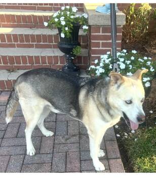 Rescue Husky Dogs for Adoption in State Line, Mississippi - Rambo | PetCurious