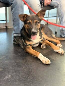 Mixed Breed Dogs Available for Adoption in Memphis, Tennessee - Navy | PetCurious