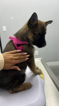 Fay -  Belgian Shepherd Malinois Dog for Adoption in Claremont, California - Fay | PetCurious