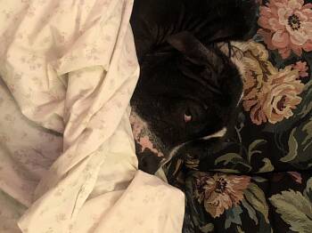 Rescue Mixed Breed Dogs for Adoption - Saoirse (Courtesy Post) | PetCurious