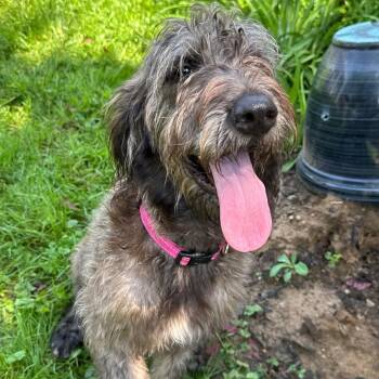 Twiggy -  Poodle and Labrador Retriever Dog for Adoption in Dayton, Ohio - Twiggy | PetCurious