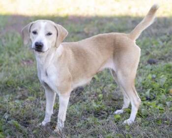 Rescue Mixed Breed Dogs for Adoption in Bedford, Indiana - Orphelia | PetCurious