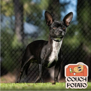 Rescue Chihuahua Dogs for Adoption in Jupiter, Florida - Shirley | PetCurious