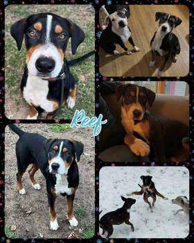 Rescue Mixed Breed Dogs for Adoption in Lancaster, New York - Reef | PetCurious