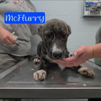McFlurry -  Husky and Mixed Breed Dog for Adoption in Parkersburg, West Virginia - McFlurry | PetCurious