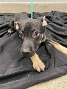 MADISON -  German Shepherd Dog and Pit Bull Terrier Dog for Adoption in Las Vegas, Nevada - MADISON | PetCurious