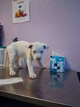 Rescue Mixed Breed Dogs for Adoption in El Paso, Texas - 59841920 | PetCurious