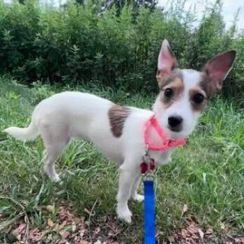 Myrtle -  Jack Russell Terrier Dog for Adoption - Myrtle | PetCurious