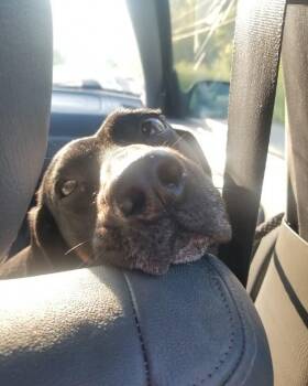 Rescue Beagle and Black And Tan Coonhound Dogs for Adoption in Fort Wayne, Indiana - Mitzie | PetCurious