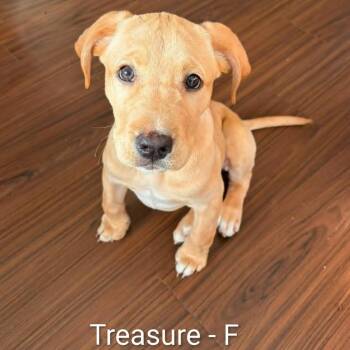 Treasure -  Labrador Retriever and Mixed Breed Dog for Adoption in Griswold, Connecticut - Treasure | PetCurious