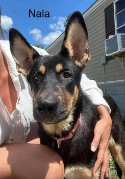 Nala -  German Shepherd Dog Dog for Adoption in Lucas, Texas - Nala | PetCurious