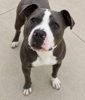 Gary 368-26 -  Pit Bull Terrier and Mixed Breed Dog for Adoption in Cumming, Georgia - Gary 368-26 | PetCurious
