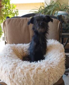 Abby -  Affenpinscher and Terrier Dog for Adoption in Mentone, California - Abby | PetCurious