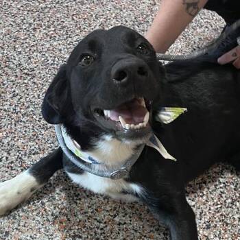 Mixed Breed and Border Collie Dogs Available for Adoption in Salt Lake City, Utah - Andre | PetCurious