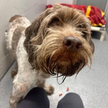 Loki -  Spaniel and Poodle Dog for Adoption in Evansville, Indiana - Loki | PetCurious