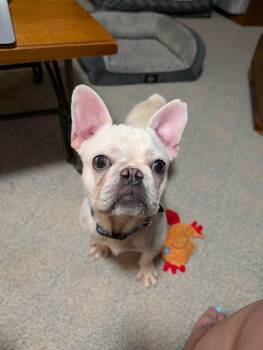 Batty -  French Bulldog Dog for Adoption in Salisbury, Maryland - Batty | PetCurious