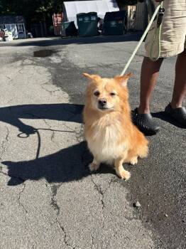 Koda -  Pomeranian and Husky Dog for Adoption in Pomona, New York - Koda | PetCurious