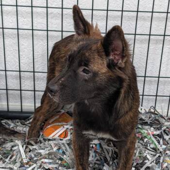 Sky -  Husky and Shepherd Dog for Adoption in Lakeland, Florida - Sky | PetCurious