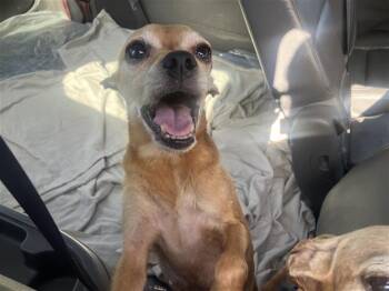 ALMOND -  Chihuahua Dog for Adoption in San Antonio, Texas - ALMOND | PetCurious