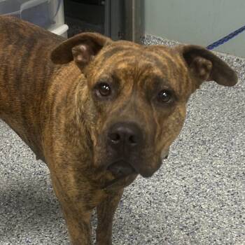 American Staffordshire Terrier Dogs Available for Adoption - Babygirl Sonya | PetCurious