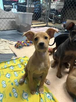 Sarabi -  Mixed Breed Dog for Adoption in Dorr, Michigan - Sarabi | PetCurious