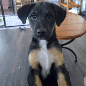 Dorito -  German Shepherd Dog and Labrador Retriever Dog for Adoption in New London, Wisconsin - Dorito | PetCurious