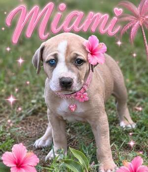Miami -  Pit Bull Terrier Dog for Adoption in Mansfield, Texas - Miami | PetCurious
