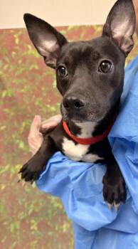 Percival -  Terrier and Mixed Breed Dog for Adoption in San Antonio, Texas - Percival | PetCurious