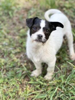 Japanese Chin and Jack Russell Terrier Dogs Available for Adoption - McLovin | PetCurious
