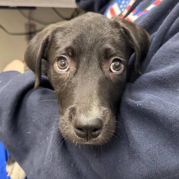 Oreo -  Mixed Breed Dog for Adoption in Columbiana, Alabama - Oreo | PetCurious