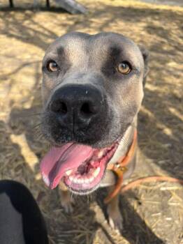 Nadina -  Pit Bull Terrier Dog for Adoption in Chicago, Illinois - Nadina | PetCurious