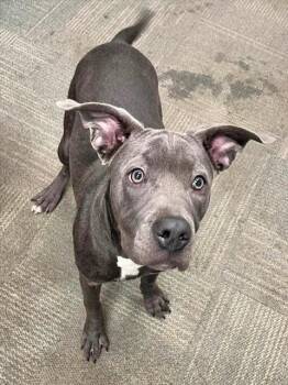 NOVA SCOTIA -  Pit Bull Terrier Dog for Adoption in Peoria, Illinois - NOVA SCOTIA | PetCurious