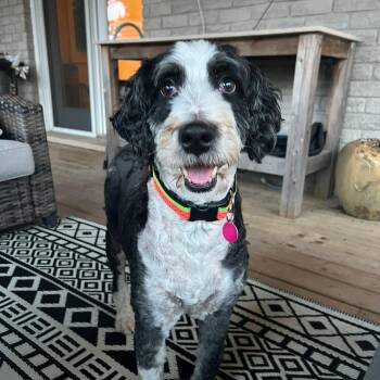 Gabby -  Bernadoodle Dog for Adoption in St. Thomas, Ontario - Gabby | PetCurious