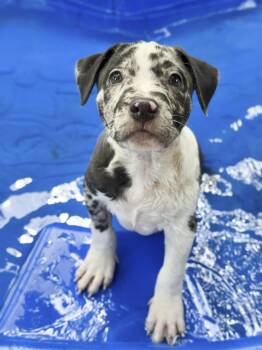 Zeus -  Catahoula Leopard Dog and Pit Bull Terrier Dog for Adoption in Fairfield, Connecticut - Zeus | PetCurious