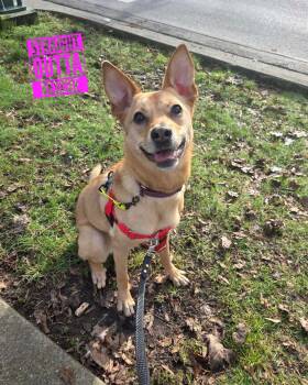 Poppy -  Shepherd Dog for Adoption in Vancouver, British Columbia - Poppy | PetCurious