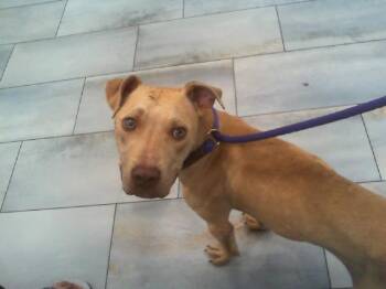 A1266626 -  Mixed Breed Dog for Adoption in Charlotte, North Carolina - A1266626 | PetCurious