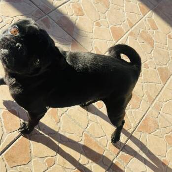 Pug Dogs Available for Adoption - Lulu | PetCurious
