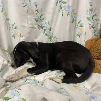 A611306 -  Beagle and Mixed Breed Dog for Adoption in Modesto, California - A611306 | PetCurious