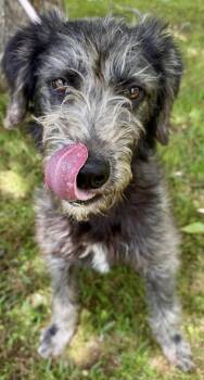Labradoodle Dogs Available for Adoption in Washington, District Of Columbia - Archimedes | PetCurious