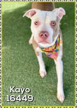 Pit Bull Terrier Dogs Available for Adoption in Marietta, Georgia - Kayo/draco(877) | PetCurious