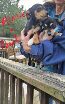 Miniature Pinscher and Terrier Dogs Available for Adoption - Minnie | PetCurious