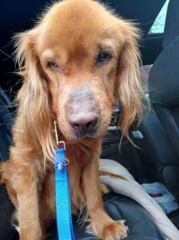 Golden Retriever Dogs Available for Adoption in Waterville, Ohio - Waylon | PetCurious