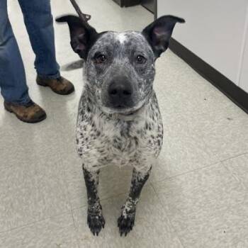 Mixed Breed Dogs Available for Adoption - Pluto | PetCurious